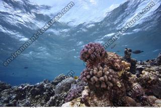 Photo Reference of Coral Sudan Undersea 0047